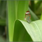 Greta oto (Schmetterling Glasswing)