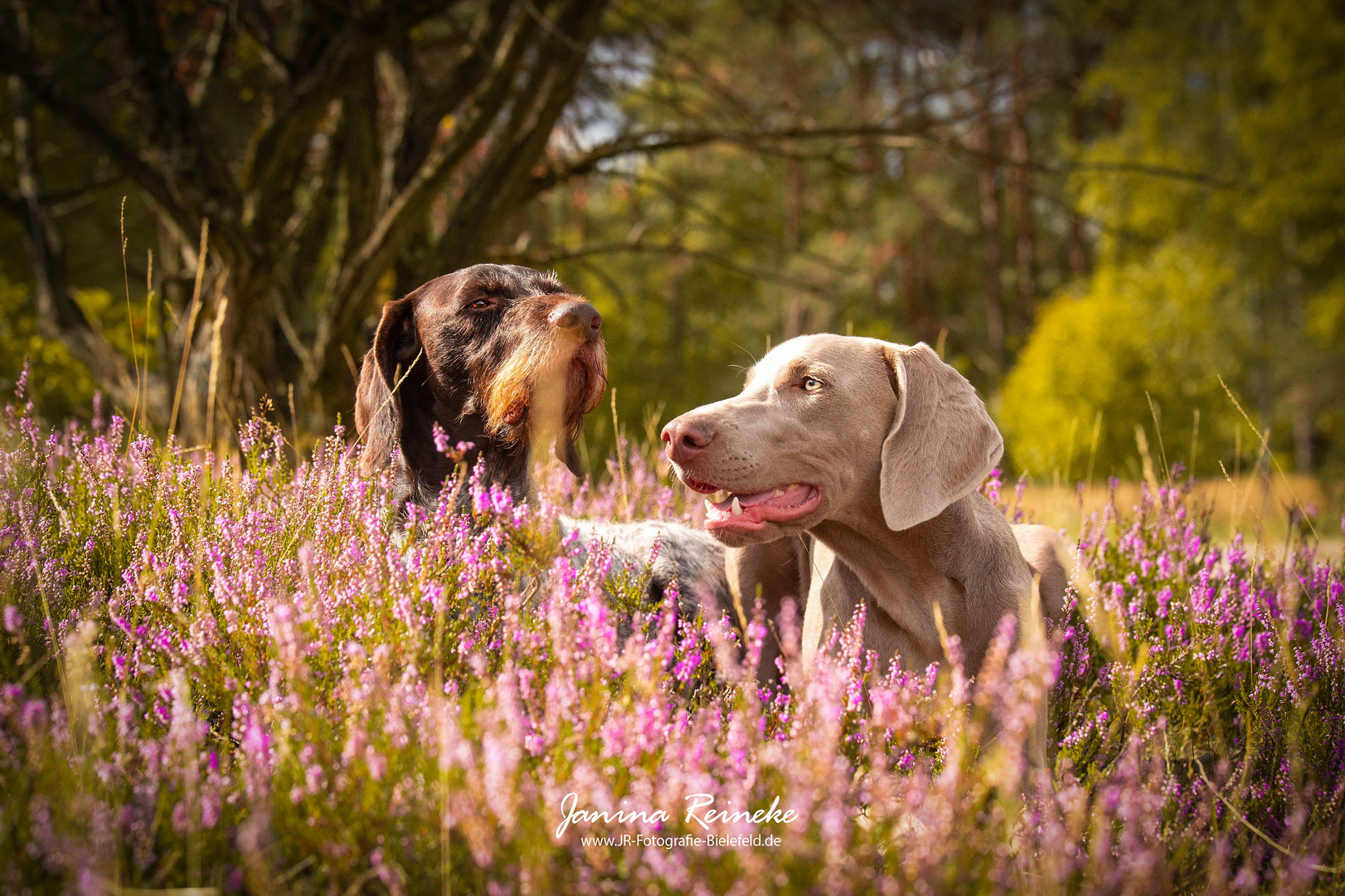 Greta & Qesra in der Heide 2