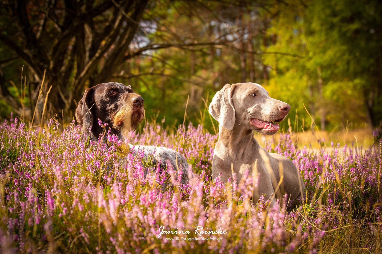 Greta & Qesra in der Heide 3