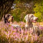 Greta & Qesra in der Heide 3