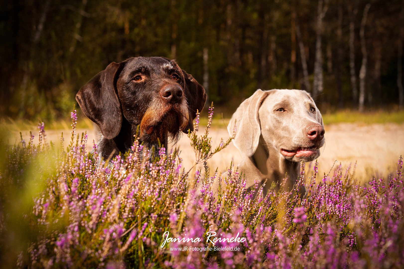 Greta & Qesra in der Heide 4