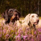 Greta & Qesra in der Heide 4