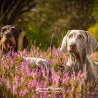 Greta & Qesra in der Heide 5