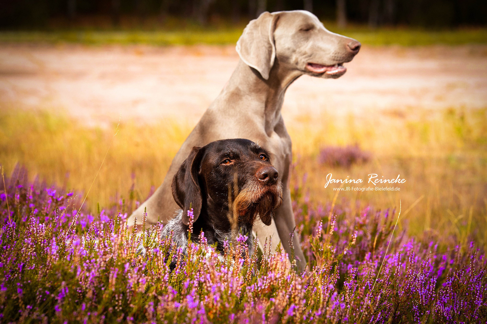 Greta & Qesra in der Heide 6