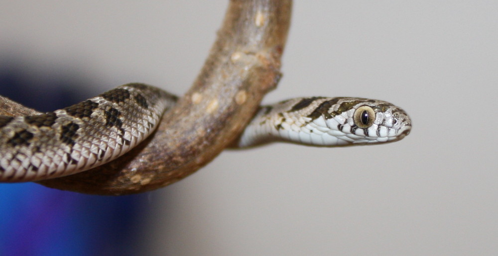 "Gretchen" - Dasypeltis scabra - Juvenil