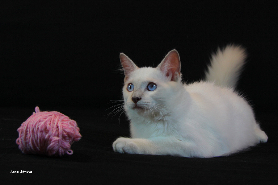 Gretchen Ragdoll 3 month old