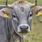 Greti Dalbas aus Südtirol