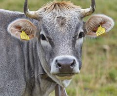 Greti Dalbas aus Südtirol