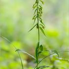 Greuters Stendelwurz (Epipactis greuteri)