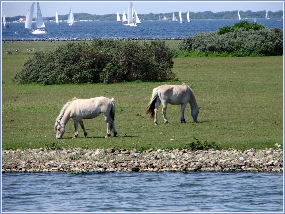 grevelingen meer