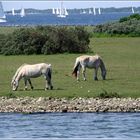 grevelingen meer