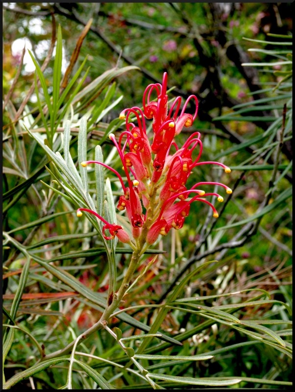 Grevillea