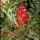 Grevillea