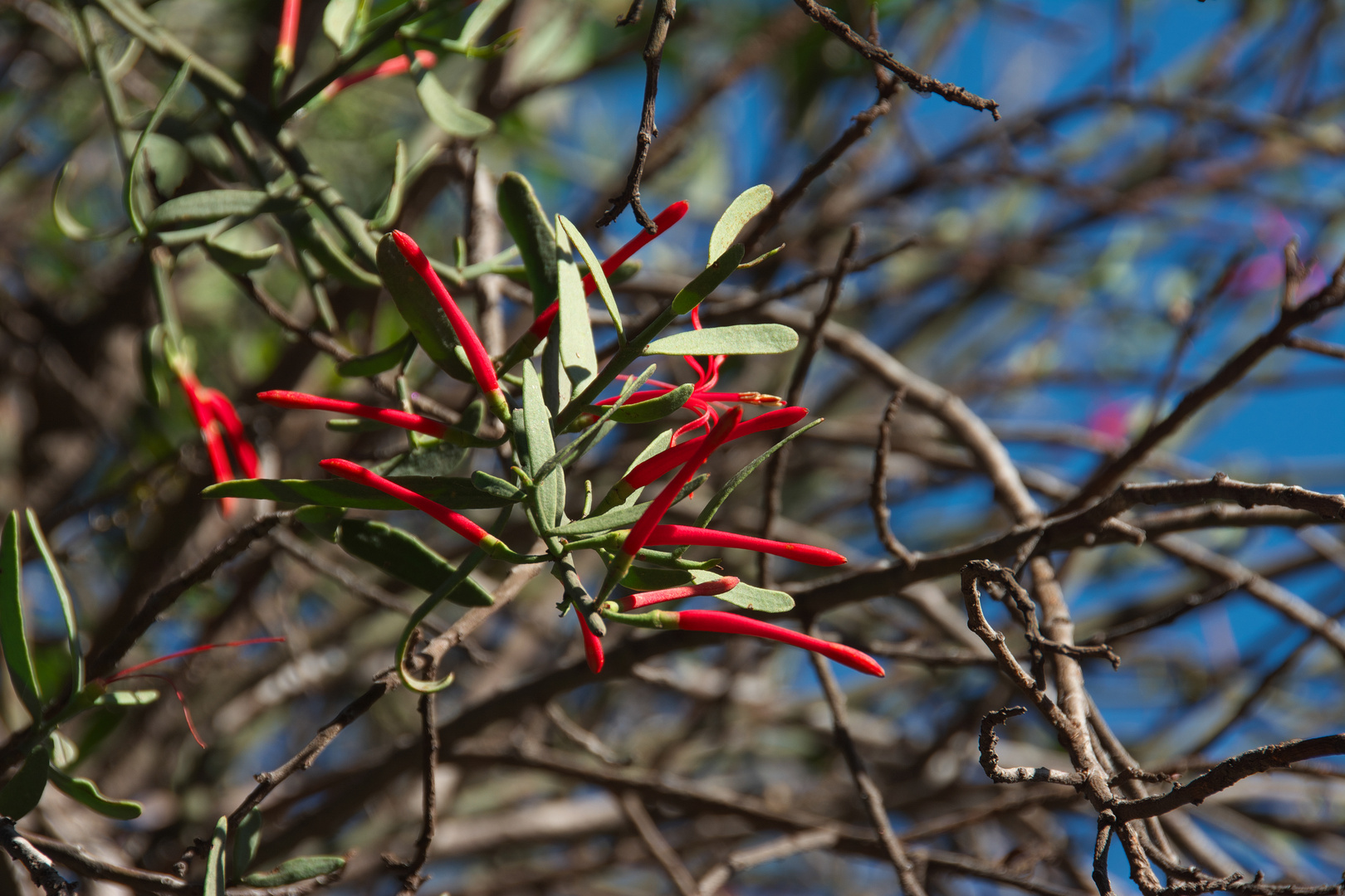 Grevillea banksii?