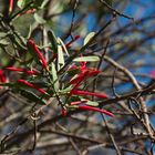 Grevillea banksii?