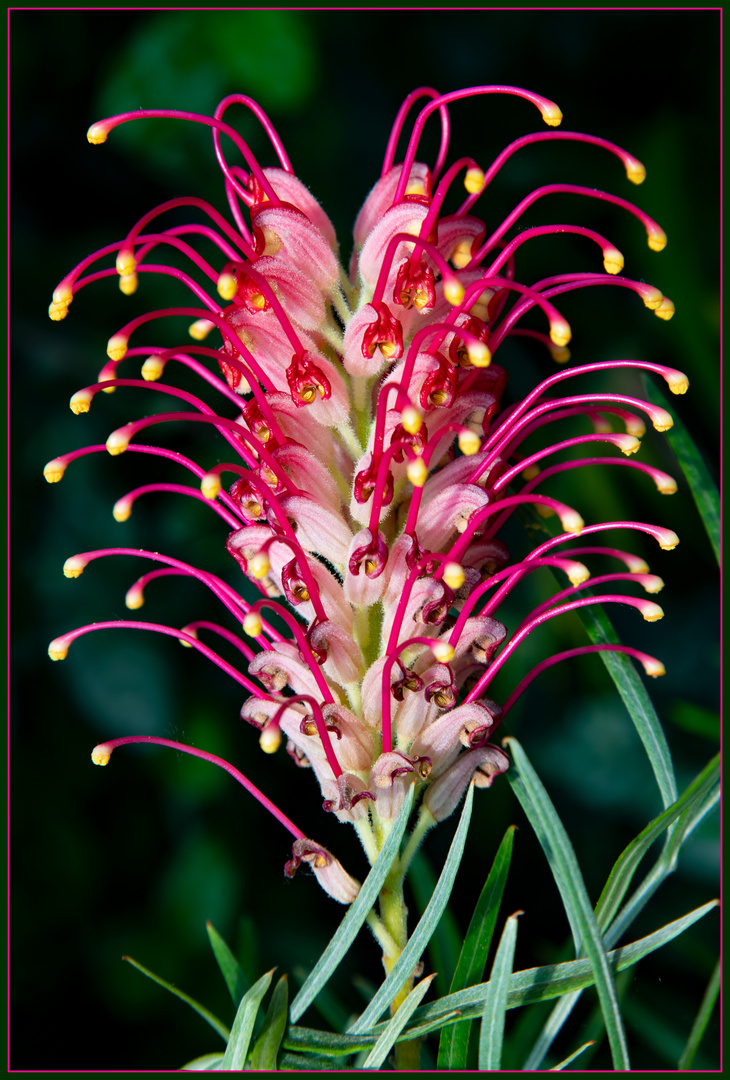 Grevillea banksii