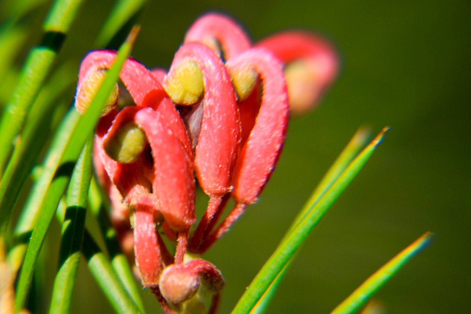 Grevillea