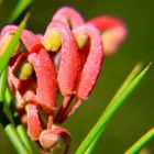 Grevillea