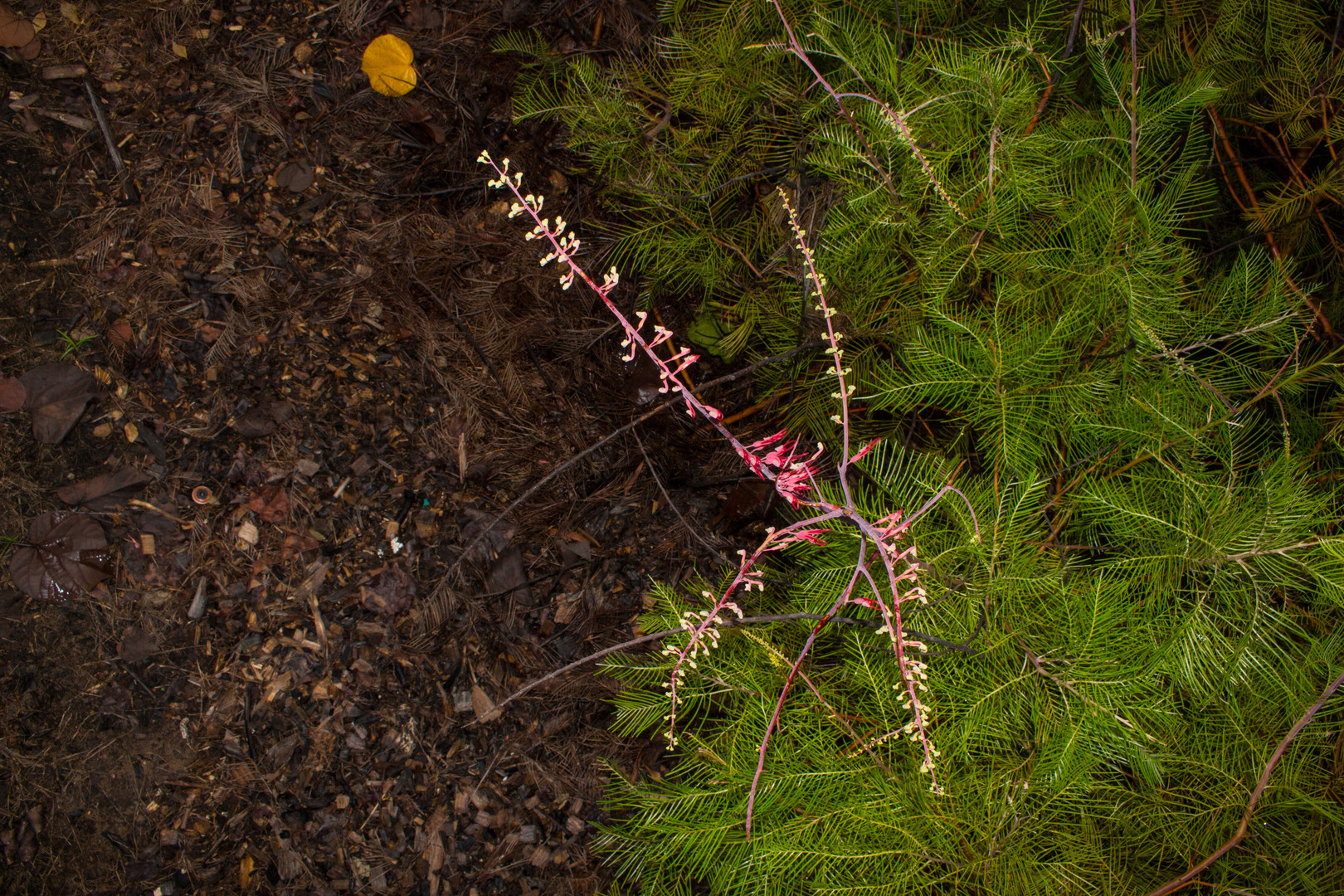 Grevillea dryandri