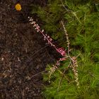 Grevillea dryandri