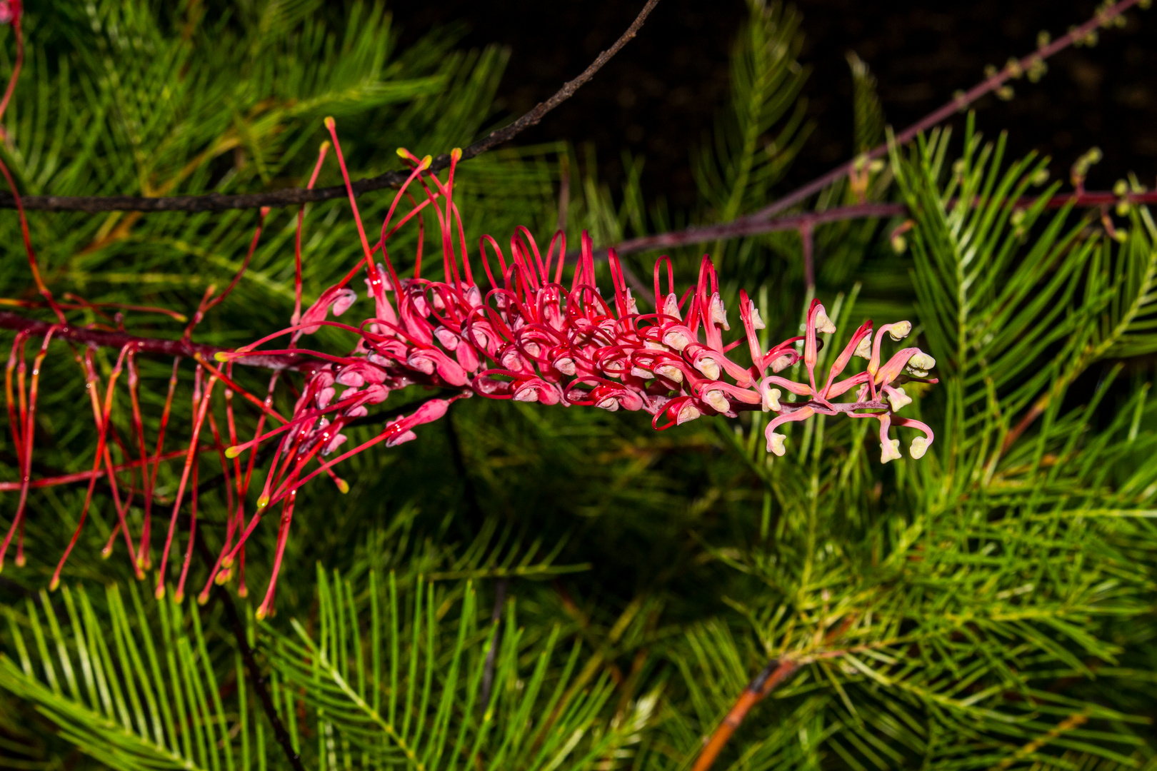 Grevillea dryandri I