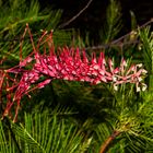 Grevillea dryandri I