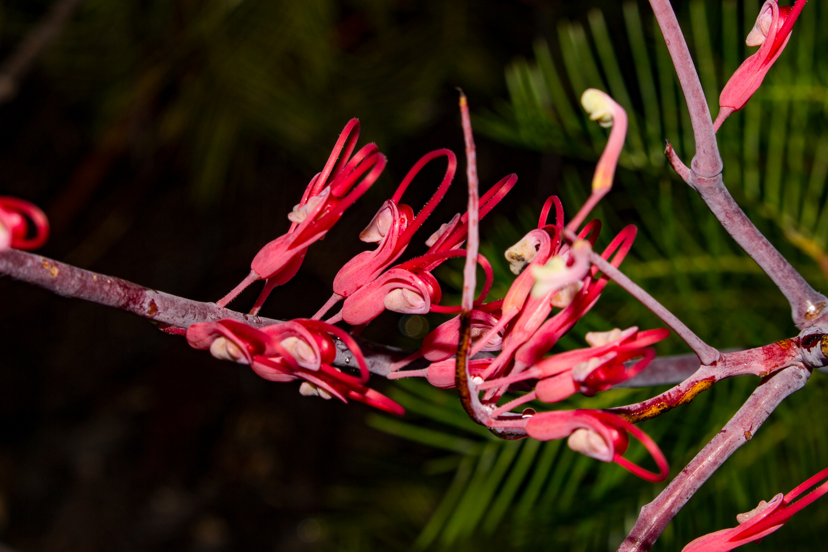 Grevillea dryandri II