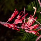 Grevillea dryandri II