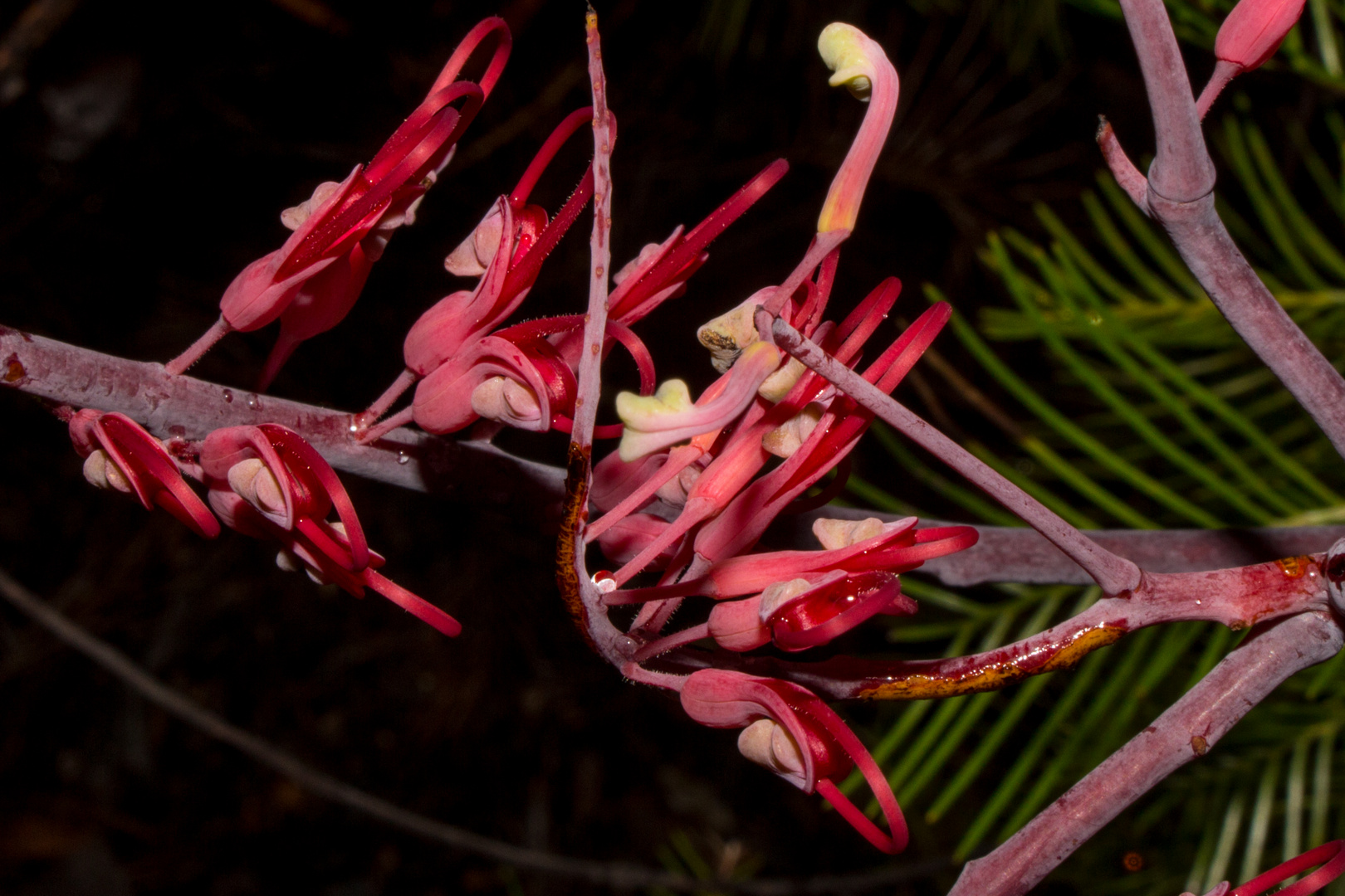 Grevillea dryandri III