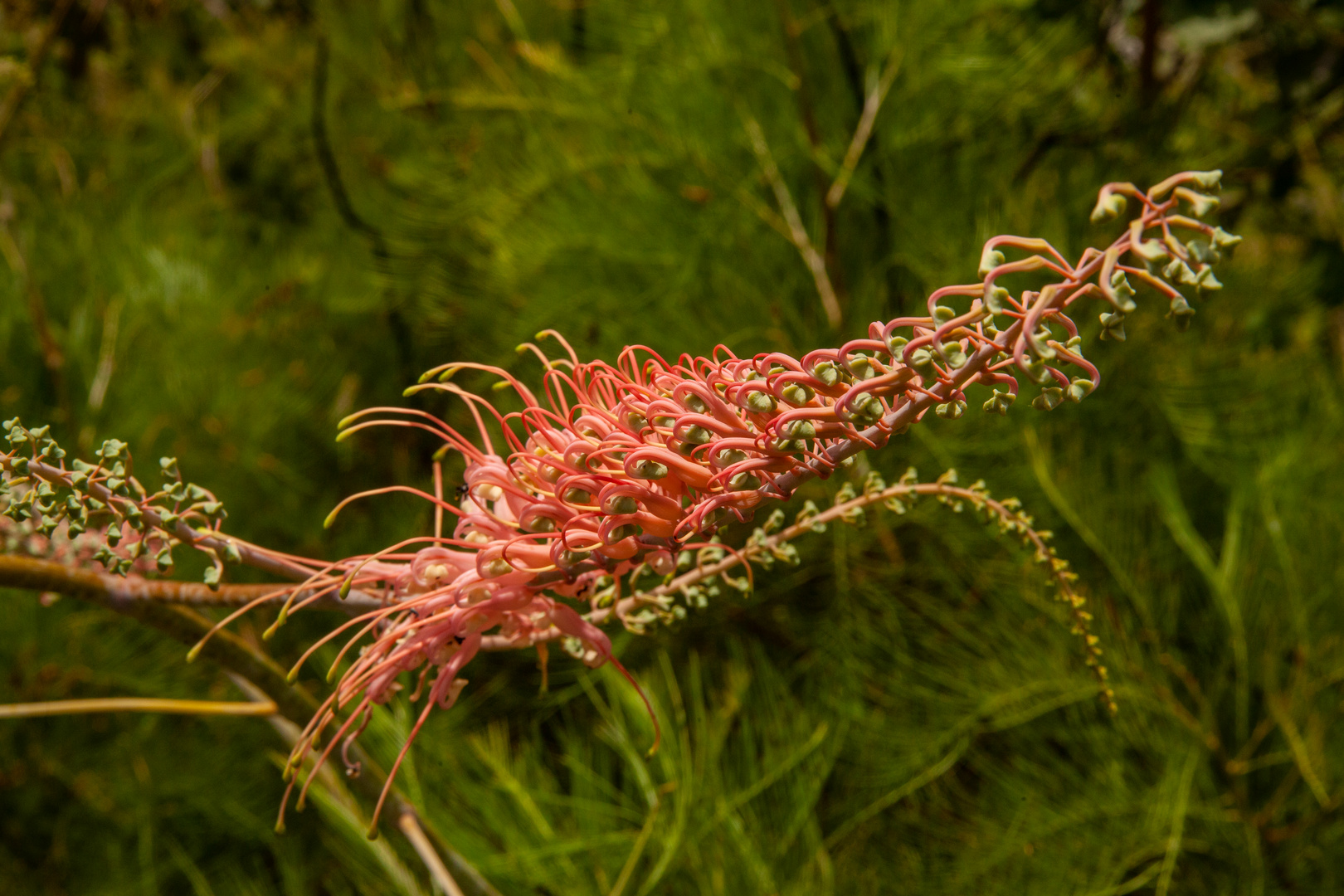 Grevillea dryandri  subsp. dasycarpa