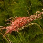 Grevillea dryandri  subsp. dasycarpa