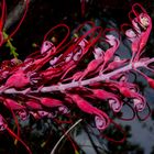 Grevillea dryandri  subsp. dasycarpa