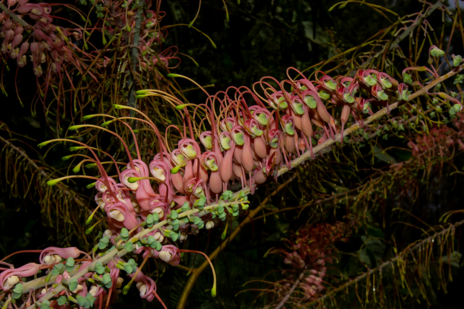 Grevillea dryandri  subsp. dasycarpa