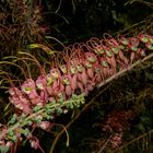 Grevillea dryandri  subsp. dasycarpa