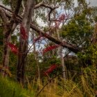  Grevillea dryandri  subsp. dasycarpa