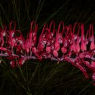  Grevillea dryandri  subsp. dasycarpa