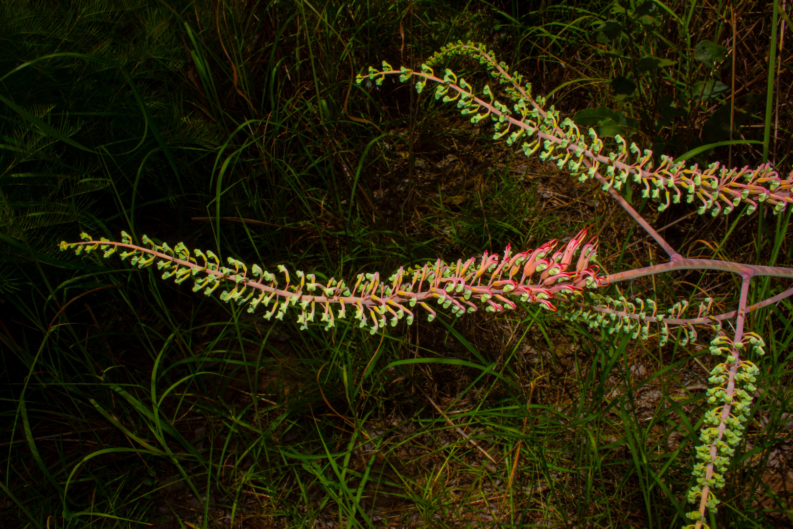 Grevillea dryandri  subsp. dasycarpa