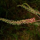 Grevillea dryandri  subsp. dasycarpa