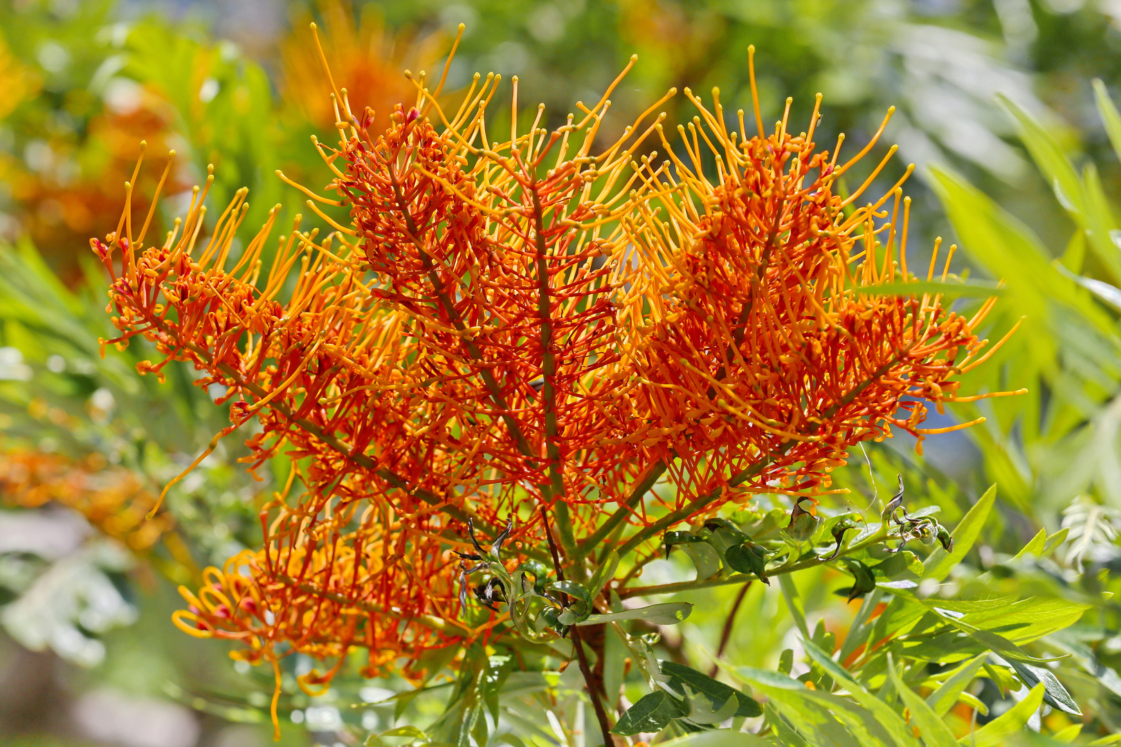 Grevillea Robusta Australische Silbereiche Foto & Bild europe