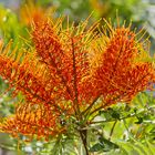 Grevillea Robusta - Australische Silbereiche 