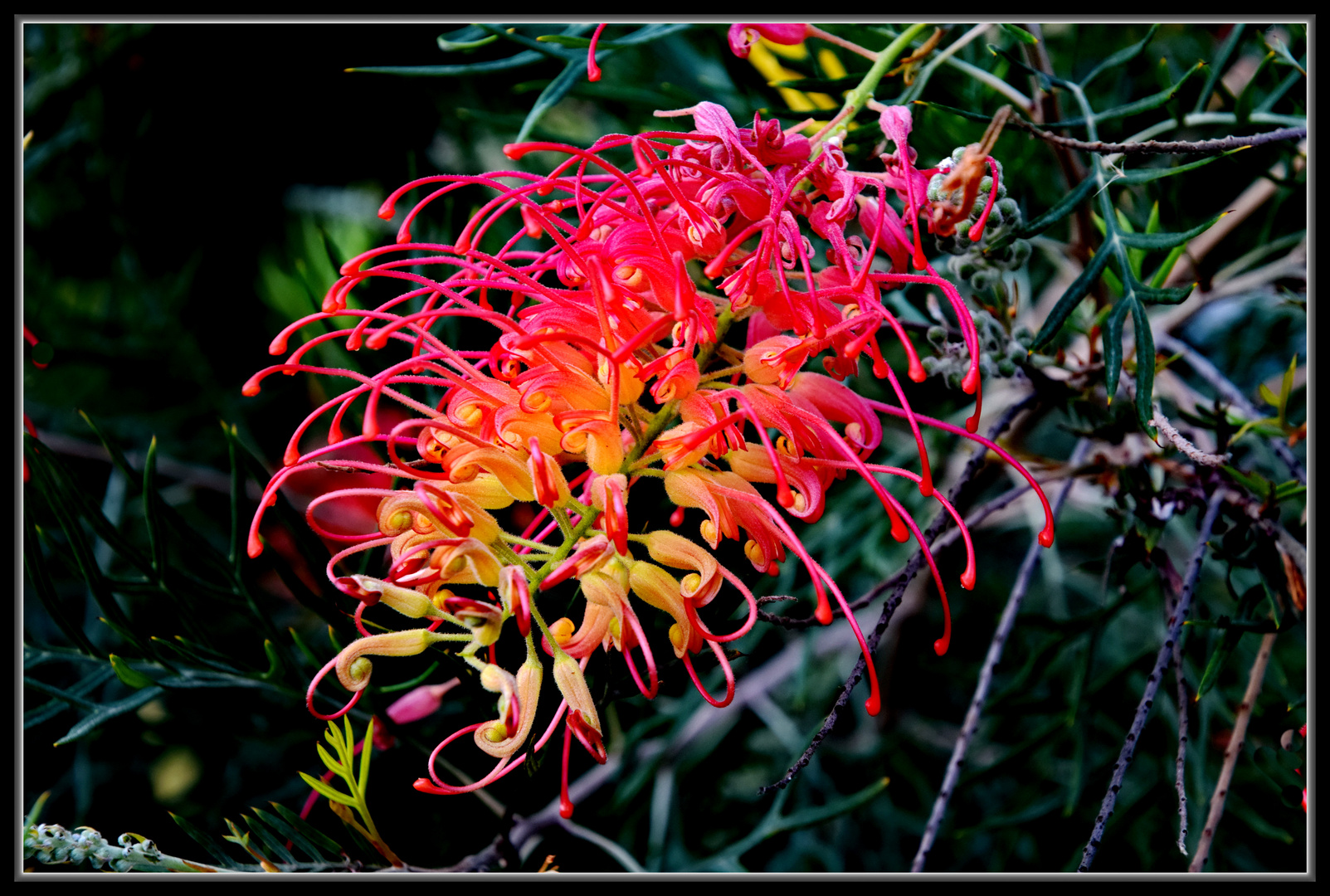 Grevillea 'Robyn Gordon' - Australische Silbereiche