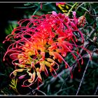 Grevillea 'Robyn Gordon' - Australische Silbereiche