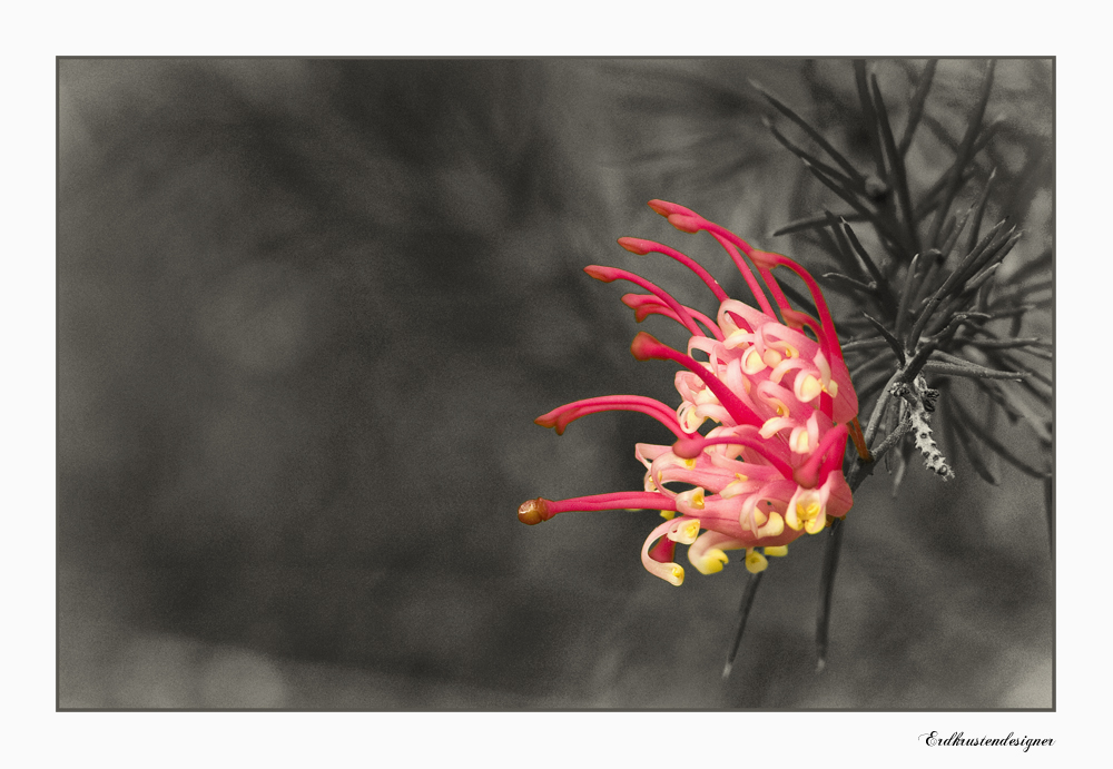 Grevillea rosmarinifolia