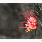 Grevillea rosmarinifolia