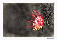 Grevillea rosmarinifolia