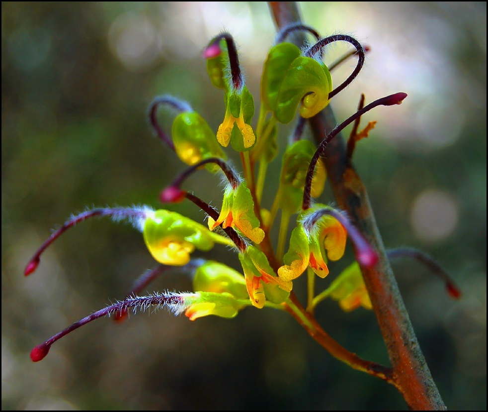 Grevillia