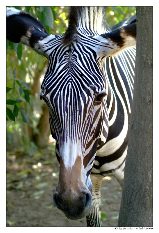 Grevy