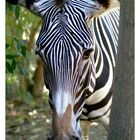 Grevy