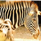 GREVY