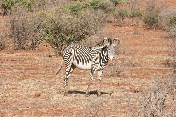 Grevy